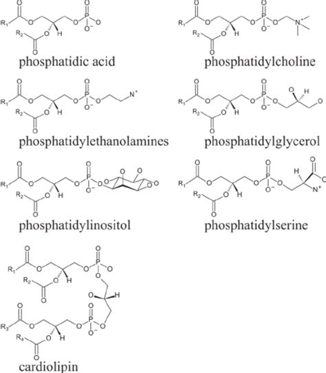 Ether Glycerophospholipid