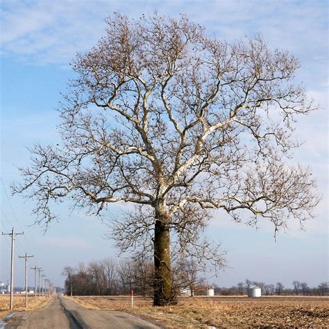 8 best sycamore tree images on Pinterest | Sycamore trees, Tree seeds ...