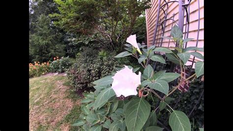 Moonflower Blooming - Time Lapse - YouTube