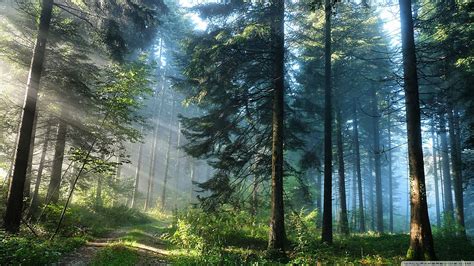 Green Forest Background 9 - Nature Background Forest - & Background ...