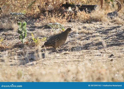 California Wildlife Series - California Quail Female with Chicks ...