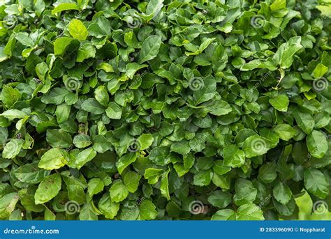 Streblus asper leaves stock photo. Image of green, garden - 283396090