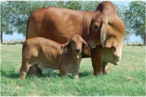 Brahman Cattle - Trans Africa Farm