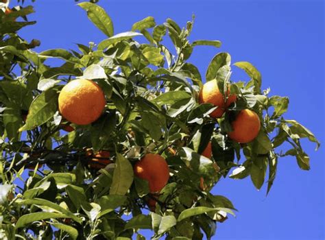 What are Citrus Trees? How and When They Grow Best – BrighterBlooms.com