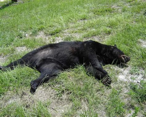 Florida black bear - Facts, Diet, Habitat & Pictures on Animalia.bio