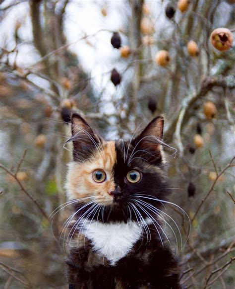 A Gorgeous Tortoiseshell Calico Cat Whose Adorable Face is Half Orange ...