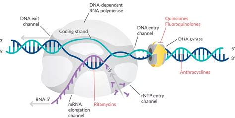 How Do Antibiotics Affect Nucleic Acid Synthesis? | Biomol Blog ...