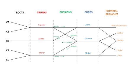 Brachial Plexus Diagram Blank