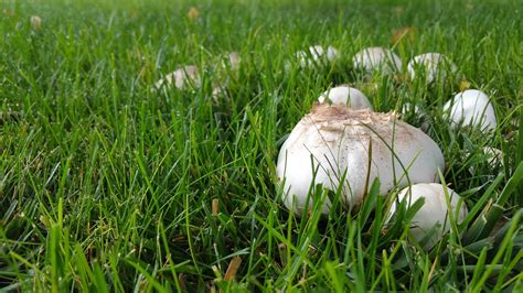 Common Types of Backyard Mushrooms - Earth.com