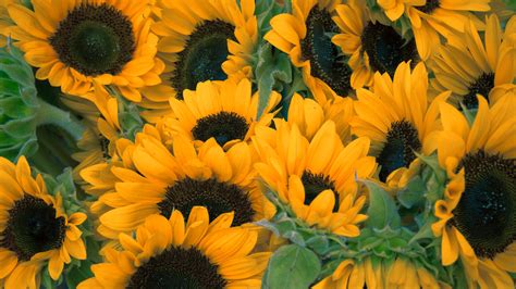 Dark Yellow Sunflowers 4K HD Flowers Wallpapers | HD Wallpapers | ID #38536