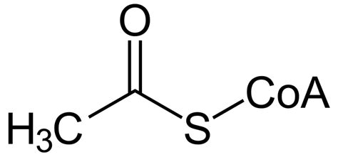 Difference Between Acetyl CoA and Acyl CoA | Compare the Difference ...