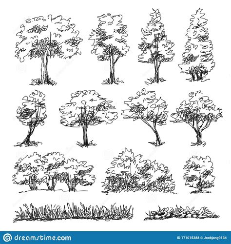 Architectural Tree Drawings