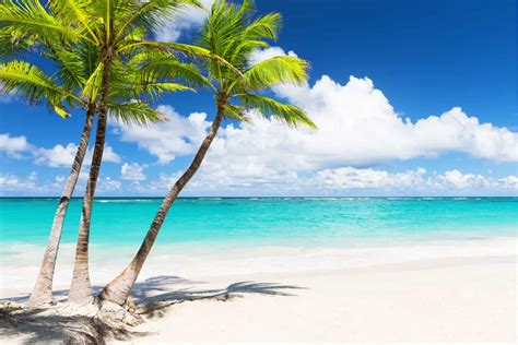 70 Palm Tree Quotes & Sayings To Describe Tropical Beauty