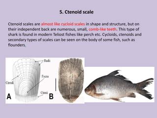 Fish scales | PPT