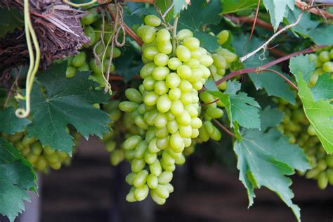 Green grapes on vine 1230616 Stock Photo at Vecteezy