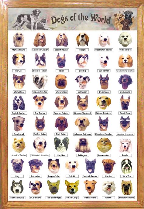 Name Different Dog Breeds | Dogs and Cats | Pinterest | Dog breeds, Dog ...