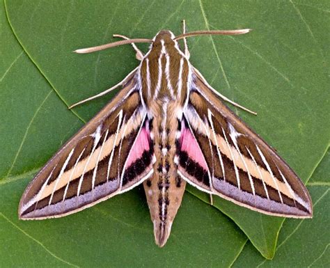 White Lined Sphinx Moth: Identification, Life Cycle, Facts & Pictures