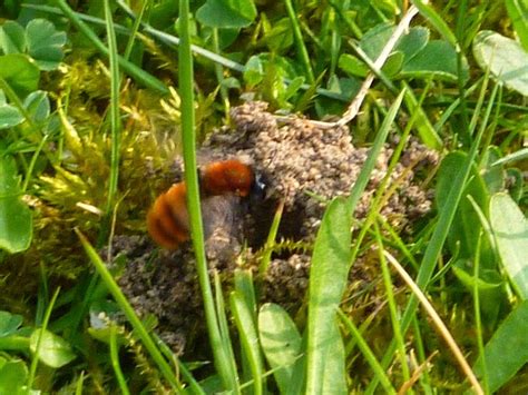 Species of UK: Week 54: Miner Bees (‘Andrena’)