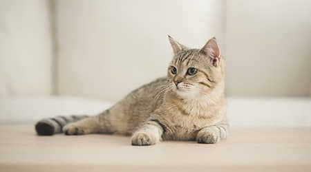 Feline Kidney Disease - Metropolitan Veterinary Associates