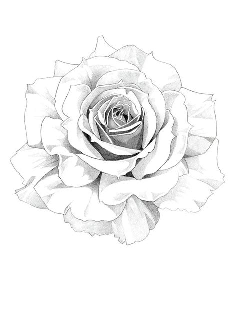 Rose Pencil Drawing 3 Drawing by Matthew Hack - Pixels