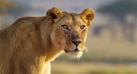 Meet The Amazing Animals of Serengeti | BBC Earth