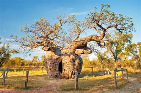 How did the iconic boab tree get to Australia?