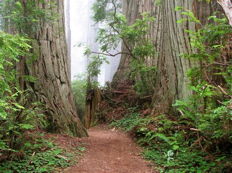 State Park Closures Trip: DEL NORTE COAST REDWOODS STATE PARK: Trip #12 ...