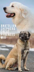 Anatolian Shepherd Great Pyrenees Mix—Is This Cross Right for You?