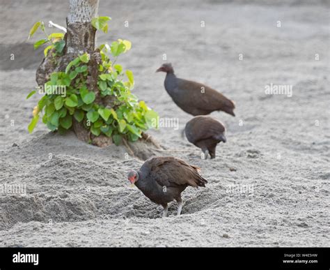 Melanesian Megapodes Megapodius eremita at nesting ground Savo Island ...