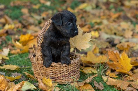 Scottie-Poo Puppies For Sale – Acorn Acres Puppies