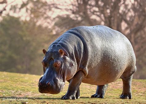 African Rainforest Animals Hippo | RAINFOREST ANIMAL