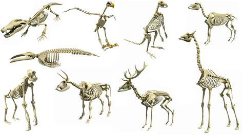 Types of Animal Skeleton 3D Models | Animal skeletons, Animals, Types ...