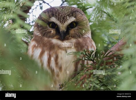 Northern saw-whet owl Stock Photo - Alamy