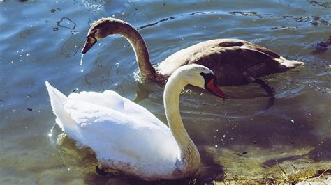 Swan Young Baby Animal - Free photo on Pixabay - Pixabay