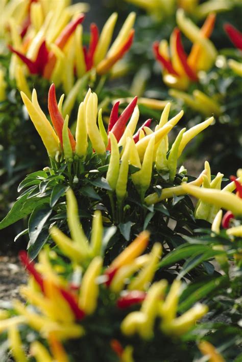 Capsicum annuum 'Chilly Chili' Ornamental Pepper Chilly Chili from ...