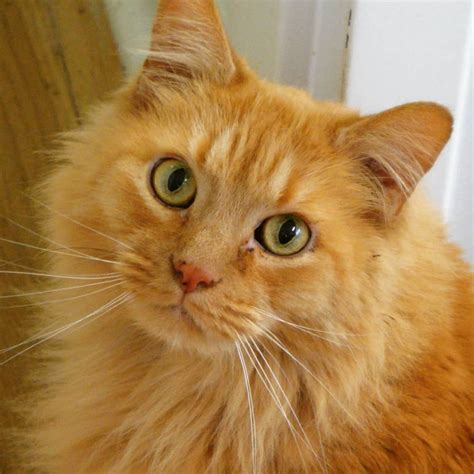 Fluffy Orange Cat Breeds - Pets Lovers