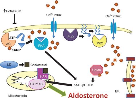 Figure 16 from Regulation of aldosterone synthesis and secretion ...