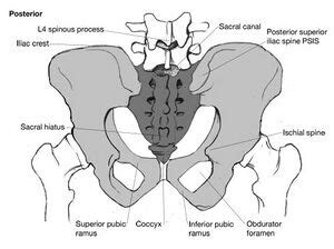 Ilium - Physiopedia