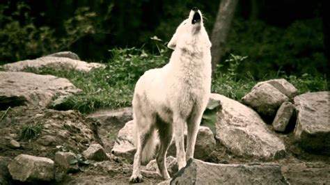 Eerily beautiful. White Wolves howling in the deer park - Schaurig ...