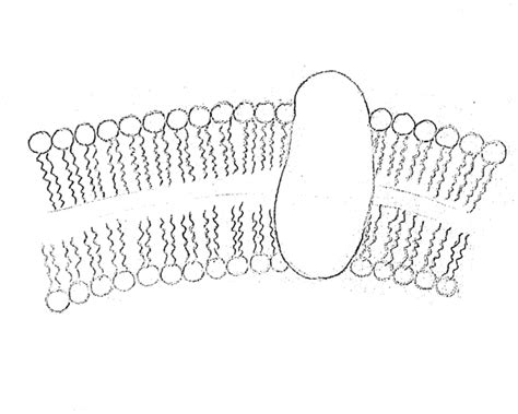 DRAW IT NEAT : How to draw plasma membrane (Cell membrane)