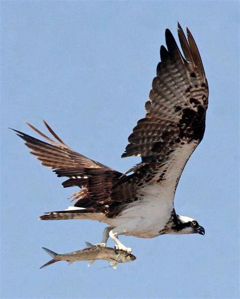 Free picture: osprey, bird, flight, up-close, pandion haliaetus