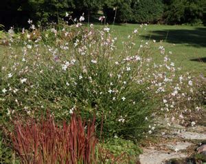 Plants Of White Lindheimer’s Beeblossom GAURA LINDHEIMERI ...