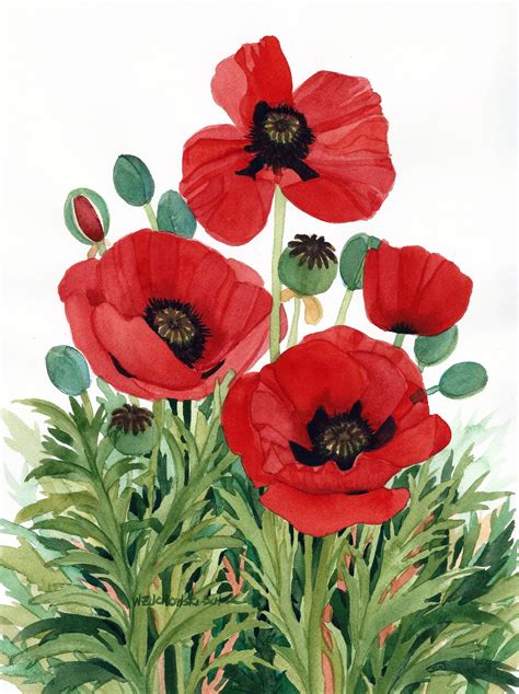 Red Poppies - campestre.al.gov.br