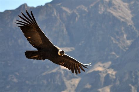 Andean Condor Facts, Range, Habitat, Adaptations, Pictures