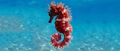 Discover the 10 Largest Seahorses in the World! - A-Z Animals