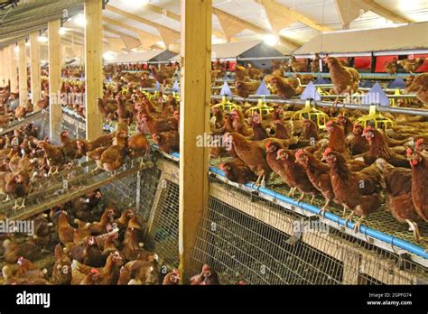 The Inside of an Egg Laying House at a Chicken Farm Stock Photo - Alamy