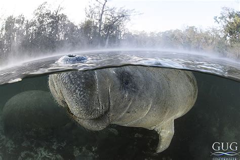 A Day With the Manatees - Luxury Ocean Art For Your Home and Office