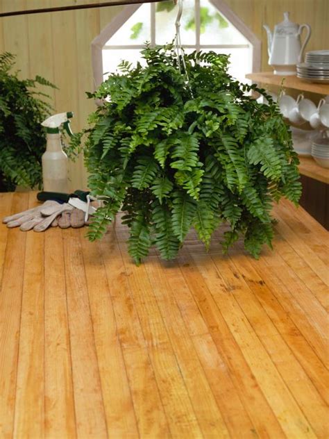 How to Take Care of a Fern Indoors | Indoor ferns, Indoor plants, Ferns ...