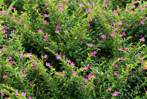 Mexican Heather (Cuphea hyssopifolia) Care & Growing Guide