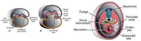 Heart - Cardiovascular System